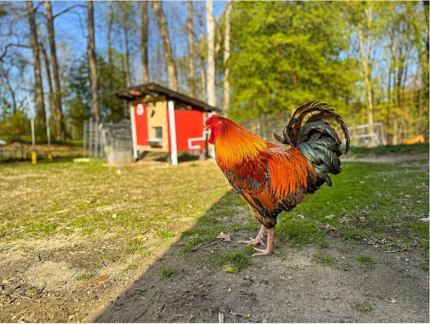 Rhode Island Red rooster on the homestead with chicken coop in the background
